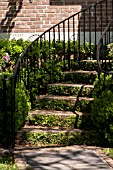 FICUS PUMILA ON GARDEN STEPS