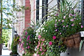 HEDERA, VIOLA, CALIBRACHOA, PETUNIA IN WINDOW BOX