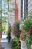 HEDERA, VIOLA, CALIBRACHOA, PETUNIA IN WINDOW BOX