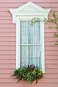 CORDYLINE, VIOLA, HEDERA, IBERIS SEMPERVIRENS, AND ASPARAGUS DENSIFLORUS MEYERS IN WINDOW BOX