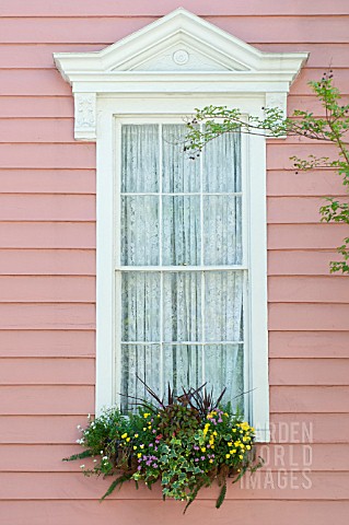 CORDYLINE_VIOLA_HEDERA_IBERIS_SEMPERVIRENS_AND_ASPARAGUS_DENSIFLORUS_MEYERS_IN_WINDOW_BOX