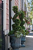 BUXUS SEMPERVIRENS TOPIARY IN URNS