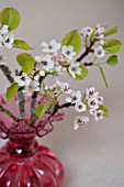 PYRUS CALLERYANA, BRADFORD PEAR BLOSSOMS IN VASE