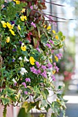 CORDYLINE, VIOLA, HEDERA, IBERIS SEMPERVIRENS, AND ASPARAGUS DENSIFLORUS MEYERS IN WINDOW BOX