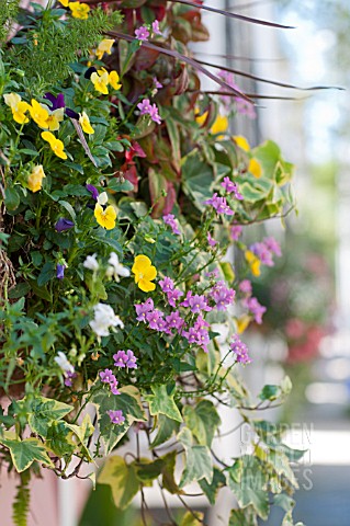 CORDYLINE_VIOLA_HEDERA_IBERIS_SEMPERVIRENS_AND_ASPARAGUS_DENSIFLORUS_MEYERS_IN_WINDOW_BOX