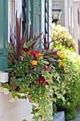 CORDYLINE, VIOLA, HEDERA, IBERIS SEMPERVIRENS, AND ASPARAGUS DENSIFLORUS MEYERS IN WINDOW BOX