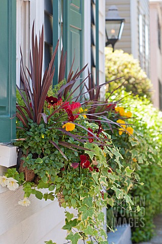 CORDYLINE_VIOLA_HEDERA_IBERIS_SEMPERVIRENS_AND_ASPARAGUS_DENSIFLORUS_MEYERS_IN_WINDOW_BOX