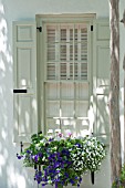 VIOLA, CALIBRACHOA, GERANIUM, ANTIRRHINUM, HEDERA IN WINDOW BOX