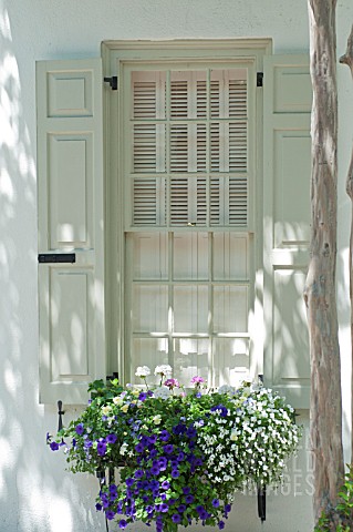 VIOLA_CALIBRACHOA_GERANIUM_ANTIRRHINUM_HEDERA_IN_WINDOW_BOX