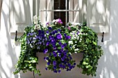 VIOLA, CALIBRACHOA, GERANIUM, ANTIRRHINUM, HEDERA IN WINDOW BOX