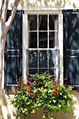 DIASCIA, ANTIRRHIRINUM, NANDINA DOMESTICA, HEDERA IN WINDOW BOX