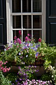 ANTIRRHIRNUM, CALIBRACHOA, DIANTHUS IN WINDOW BOX