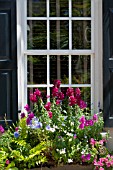 ANTIRRHIRNUM, VIOLAS, PETUNIAS IN WINDOW BOX