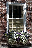 VIOLA, PETUNIA, CALIBRACHOA, ANTIRRHINUM AND SWEET ALYSSUM IN WINDOW BOX