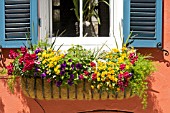 ANTIRRHIRNUM, DIANTHUS, VIOLAS, PETUNIAS AND FERN IN WINDOW BOX