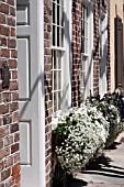 LOBULARIA MARITIMA, SWEET ALYSSUM, AND VIOLA IN WINDOW BOXES