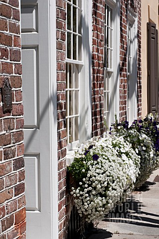 LOBULARIA_MARITIMA_SWEET_ALYSSUM_AND_VIOLA_IN_WINDOW_BOXES