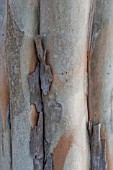 LAGERSTROEMIA INDICA CAROLINA BEAUTY, BARK DETAIL