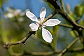 PONCINUS TRIFOLIATA, HARDY ORANGE BLOSSOM IN SPRING