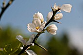 PONCINUS TRIFOLIATA, HARDY ORANGE BLOSSOM IN SPRING