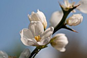 PONCINUS TRIFOLIATA, HARDY ORANGE BLOSSOM IN SPRING