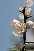 PONCINUS TRIFOLIATA, HARDY ORANGE BLOSSOM IN SPRING