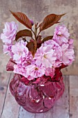 PRUNUS SERRULATA KWANZAN, CHERRY BLOSSOMS IN VASE