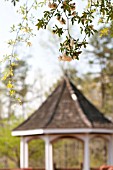 ROSA BANKSIAE WITH GAZEBO