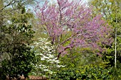 CERCIS CANADENSIS