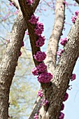 CERCIS CANADENSIS