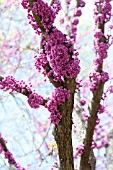 CERCIS CANADENSIS