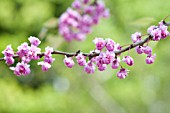 CERCIS CANADENSIS