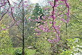 CERCIS CANADENSIS, EASTERN REDBUD TREE BLOSSOMS IN SPRING