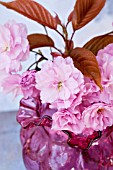 PRUNUS SERRULATA KWANZAN, CHERRY BLOSSOMS IN ANTIQUE VASE