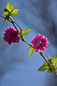 RUBUS SPECTABILIS