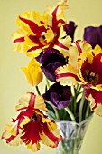 TULIPA FLAMING PARROT, TULIPA CARAVELLE AND TULIPA YELLOW CROWN IN VASE