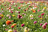 RANUNCULUS ASIATICUS, PERSIAN BUTTERCUP, TECOLATE CULTIVAR