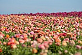 RANUNCULUS ASIATICUS, PERSIAN BUTTERCUP, TECOLATE CULTIVAR