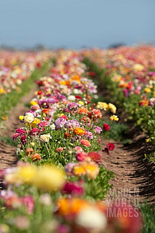 RANUNCULUS_ASIATICUS_PERSIAN_BUTTERCUP_TECOLATE_CULTIVAR