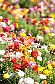 RANUNCULUS ASIATICUS, PERSIAN BUTTERCUP, TECOLATE CULTIVAR