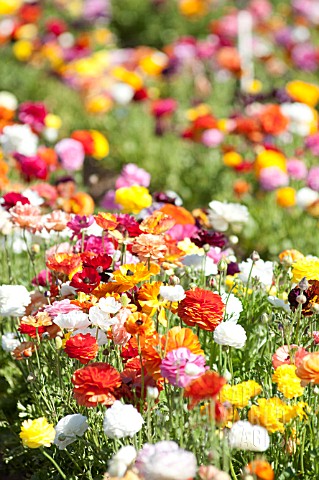 RANUNCULUS_ASIATICUS_PERSIAN_BUTTERCUP_TECOLATE_CULTIVAR