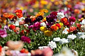 RANUNCULUS ASIATICUS, PERSIAN BUTTERCUP, TECOLATE CULTIVAR