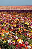 RANUNCULUS ASIATICUS, PERSIAN BUTTERCUP, TECOLATE CULTIVAR