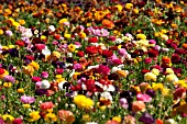 RANUNCULUS ASIATICUS, PERSIAN BUTTERCUP, TECOLATE CULTIVAR