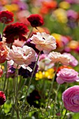 RANUNCULUS ASIATICUS, PERSIAN BUTTERCUP