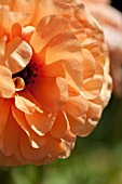 RANUNCULUS ASIATICUS, PERSIAN BUTTERCUP SALMON