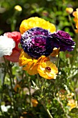 RANUNCULUS ASIATICUS, PERSIAN BUTTERCUP