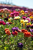 RANUNCULUS ASIATICUS, PERSIAN BUTTERCUP