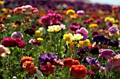 RANUNCULUS ASIATICUS, PERSIAN BUTTERCUP, TECOLATE CULTIVAR