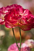 RANUNCULUS ASIATICUS MERLOT